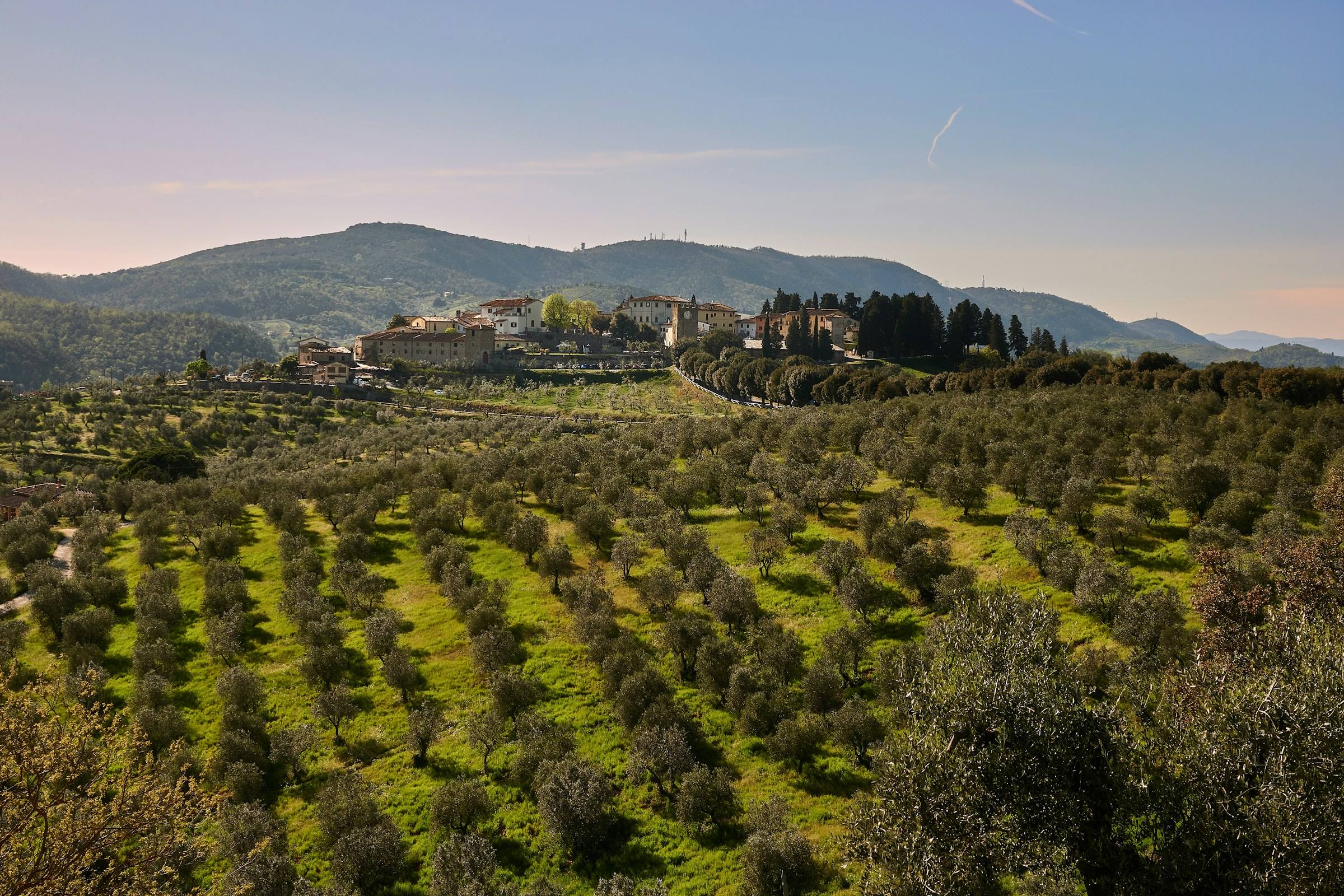 Colline di ulivi in file sotto un paese arroccato