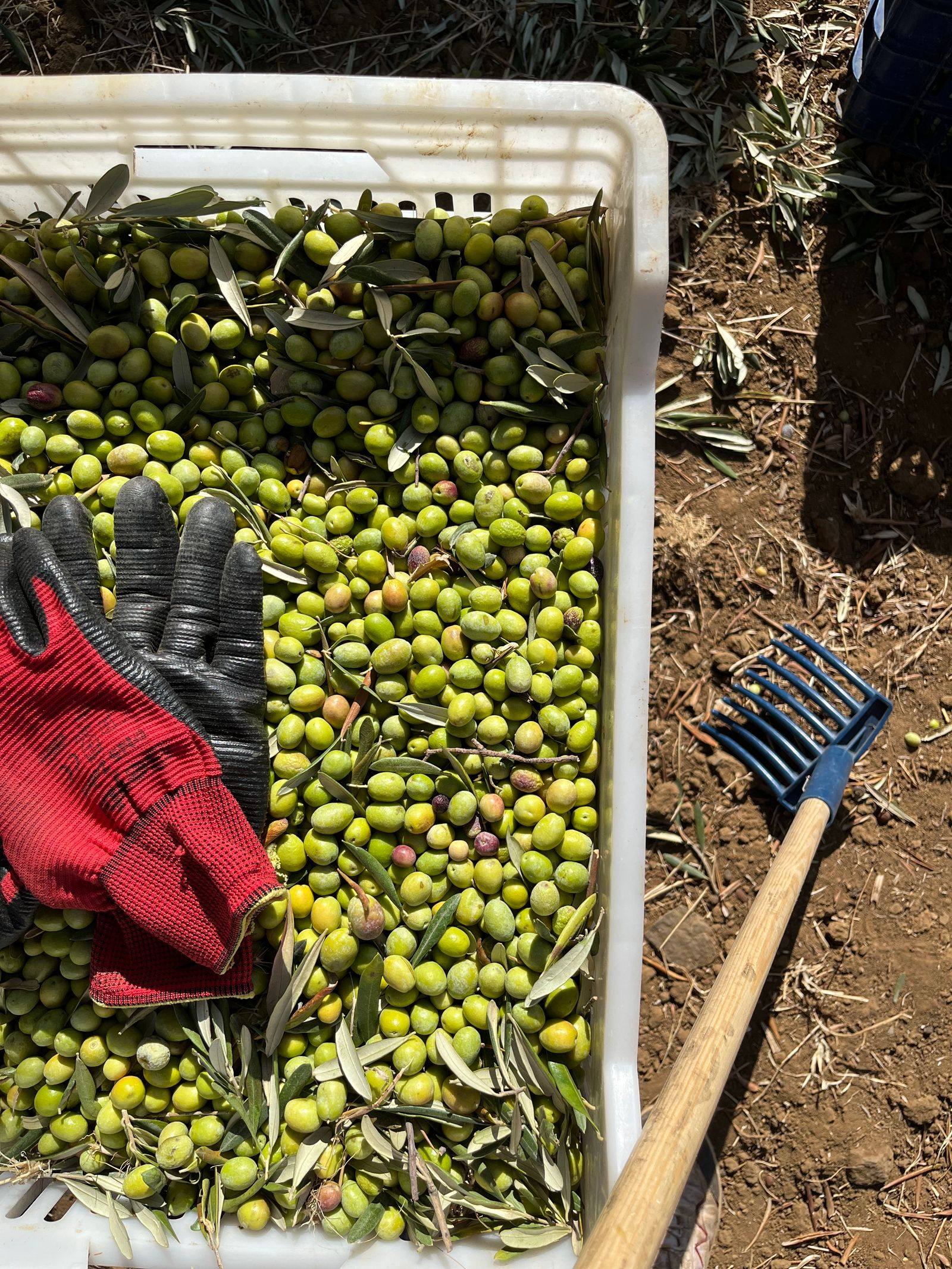 Cassetta bianca piena di olive verdi e foglie, con guanti e rastrello