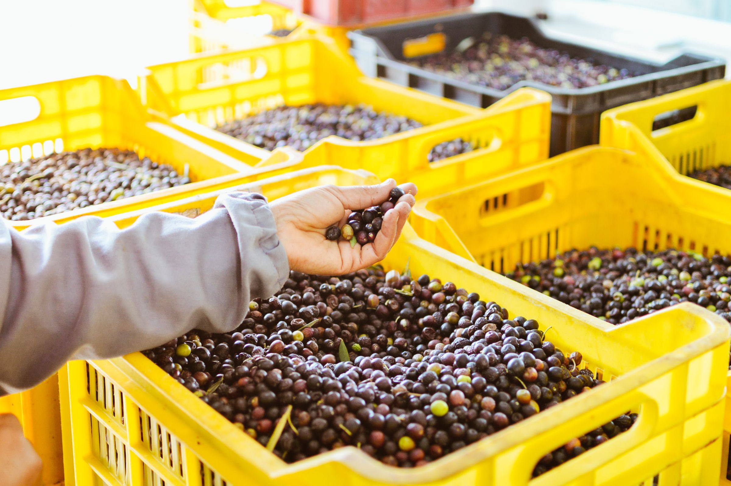 Cassette gialle piene di olive scure appena raccolte