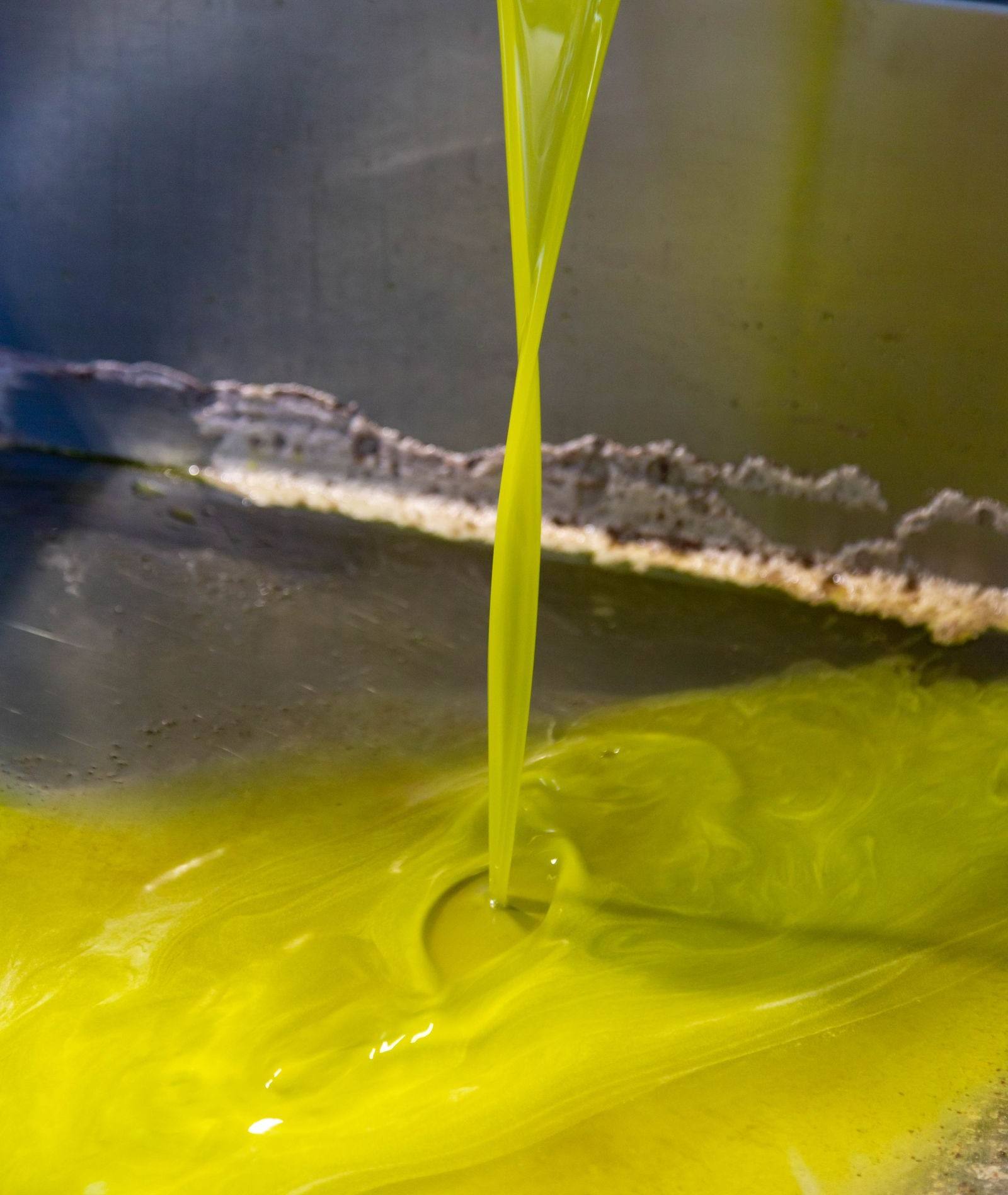 Olio nuovo, verde e torbido, che scende dal separatore in una vasca d'acciaio