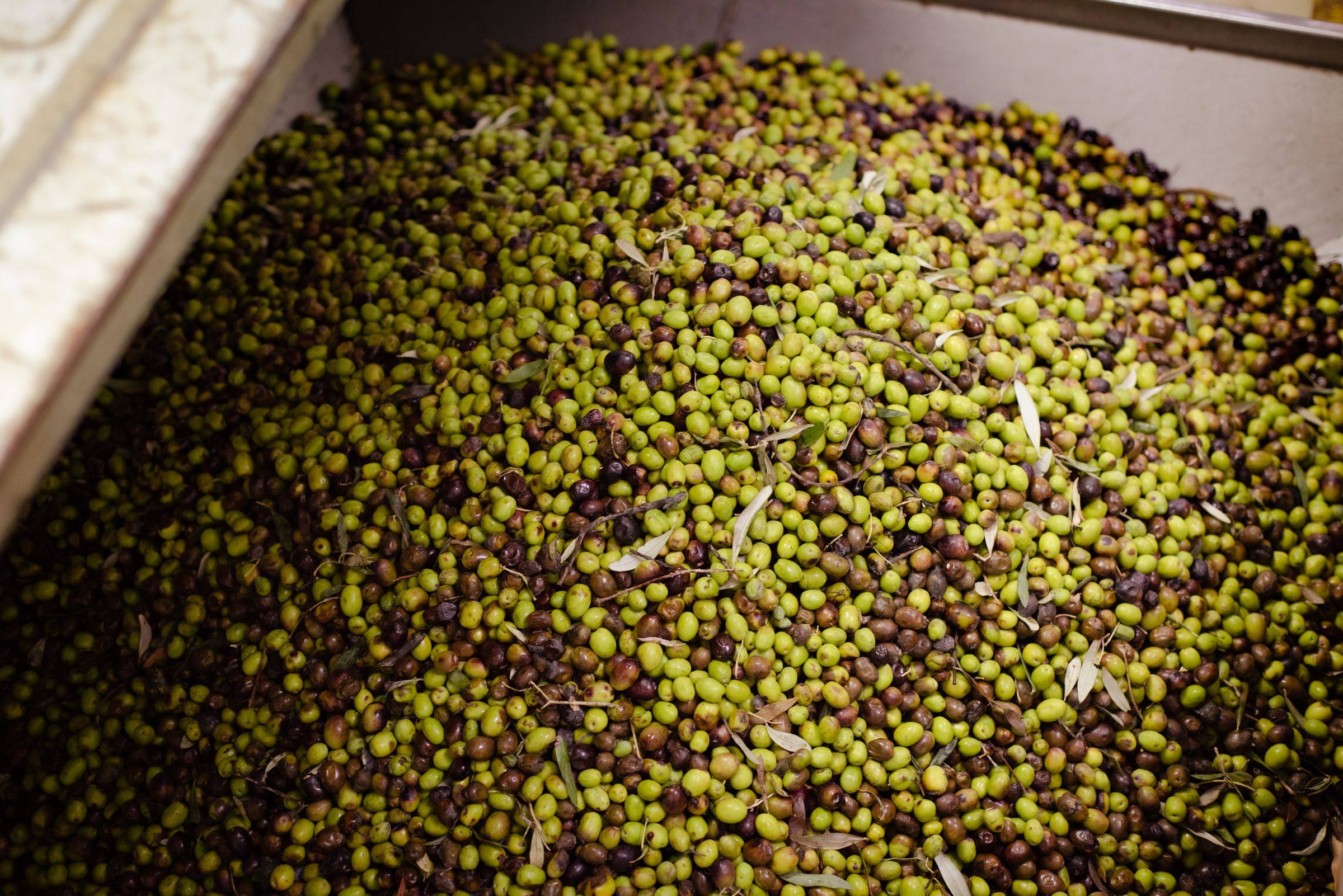 Olive verdi e viola nella vasca di carico del frantoio