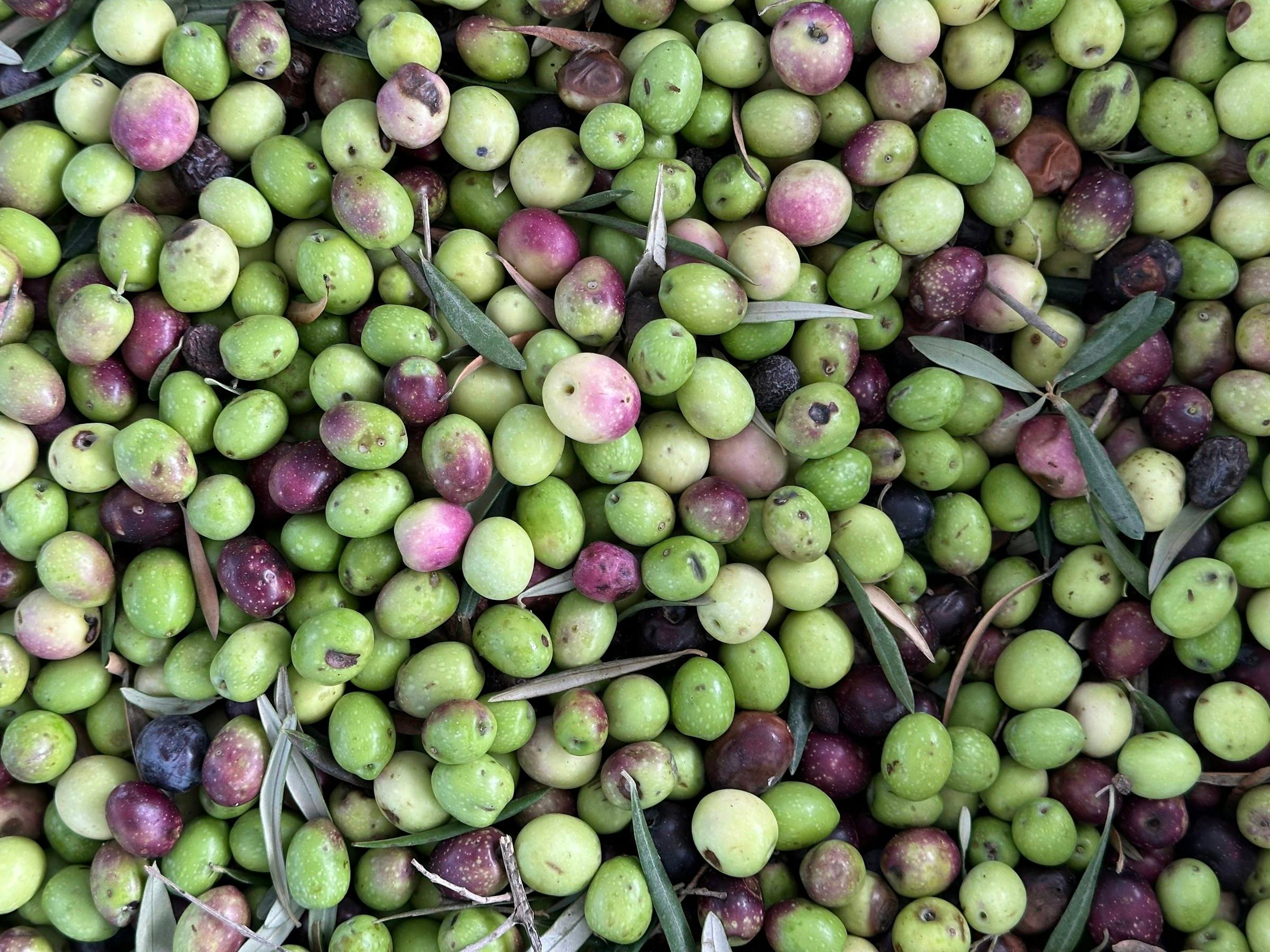 Olive appena raccolte, verdi e viola, con qualche foglia