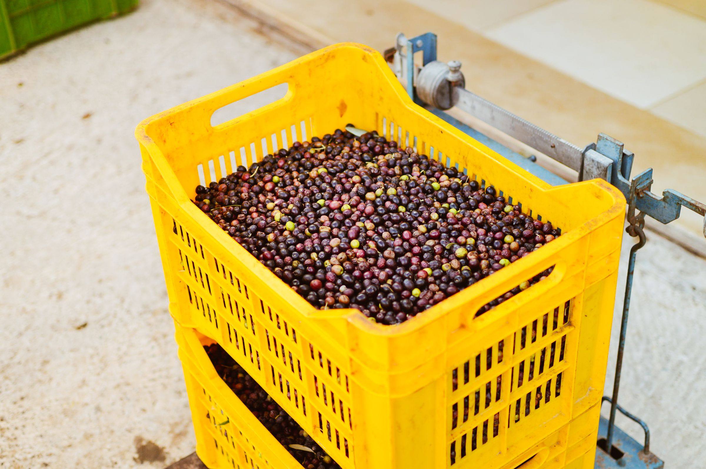 Cassetta gialla di olive sopra la bilancia del frantoio