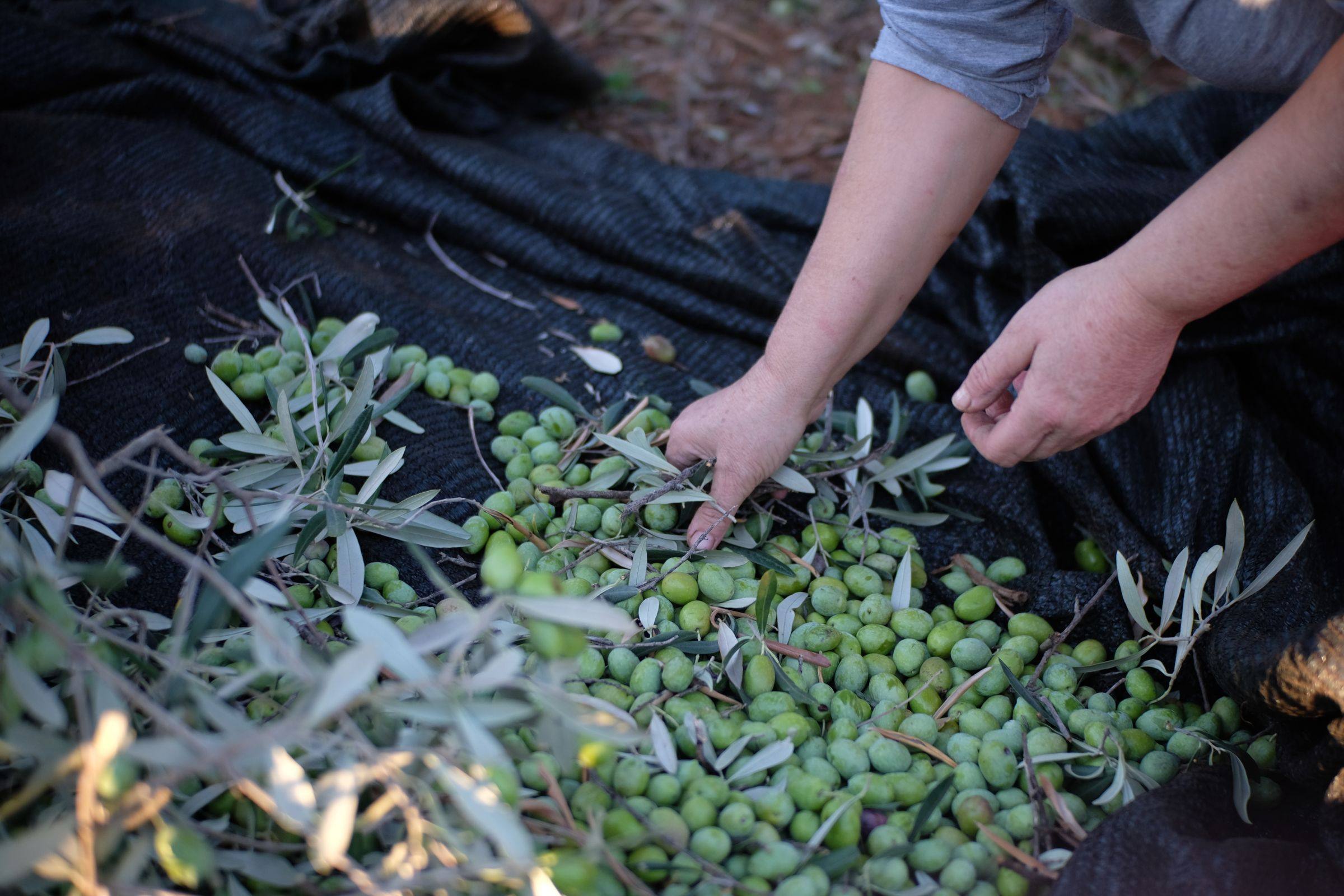 Mani che separano le olive verdi dalle foglie sopra una rete nera