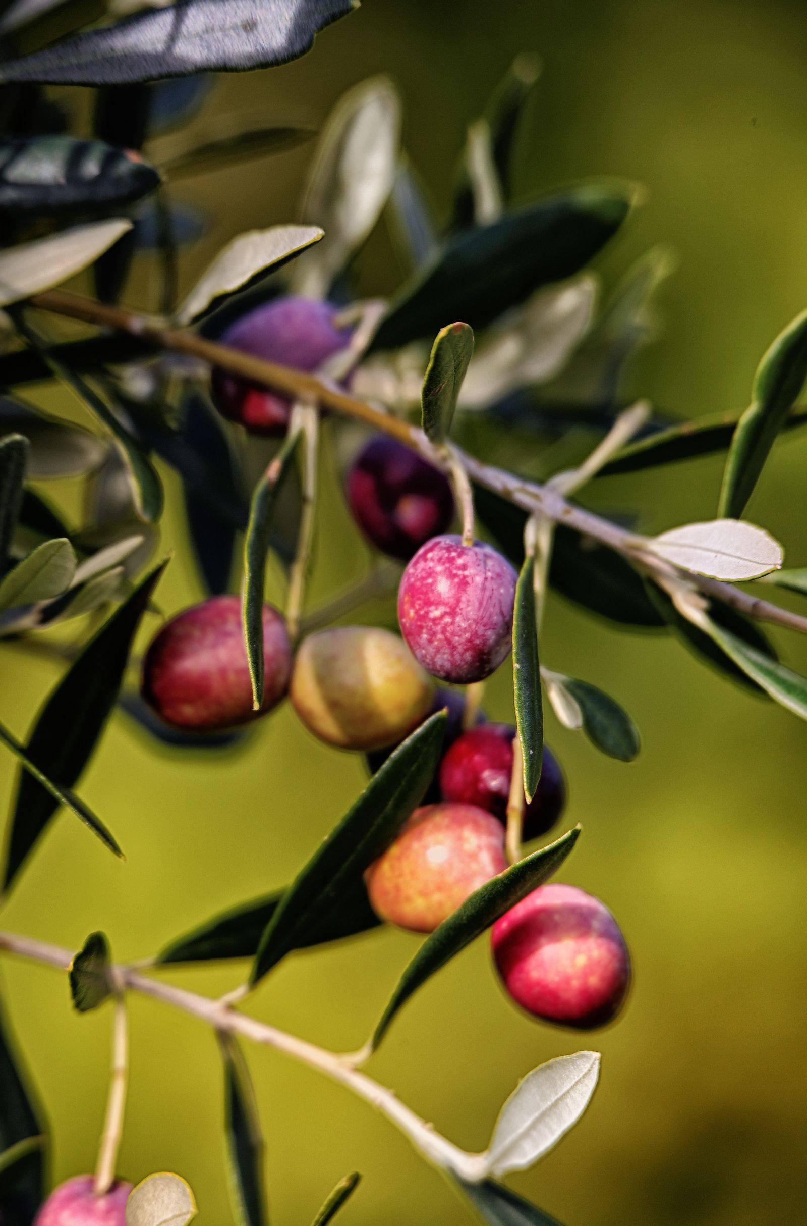 Rametto di ulivo con olive tra il verde e il viola