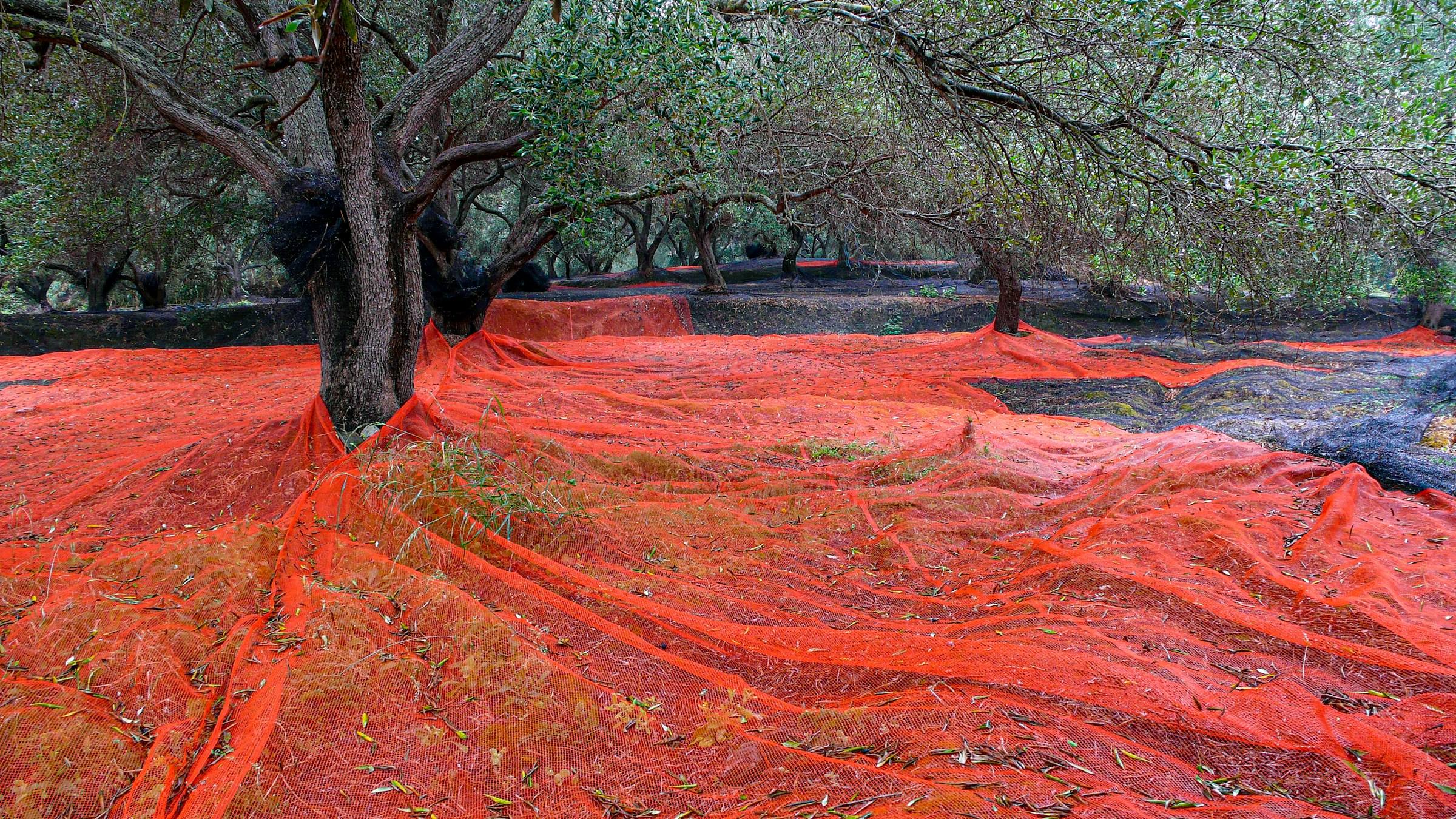 Reti rosse stese sotto gli ulivi per la raccolta
